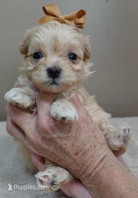 Myles – Maltipoo puppy for sale in Colcord, OK