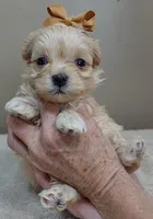 Myles special needs, a male Maltipoo for sale in Colcord, OK – Photo 1 of 10