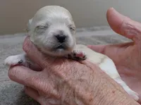 Myles, a male Maltipoo for sale in Colcord, OK – Photo 4 of 8