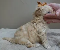 Myles special needs, a male Maltipoo for sale in Colcord, OK – Photo 9 of 10