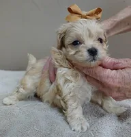 Myles special needs, a male Maltipoo for sale in Colcord, OK – Photo 7 of 10