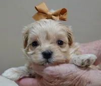 Myles special needs, a male Maltipoo for sale in Colcord, OK – Photo 4 of 10