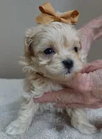 Myles special needs, a male Maltipoo for sale in Colcord, OK – Photo 5 of 10