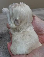 Myles, a male Maltipoo for sale in Colcord, OK – Photo 8 of 8