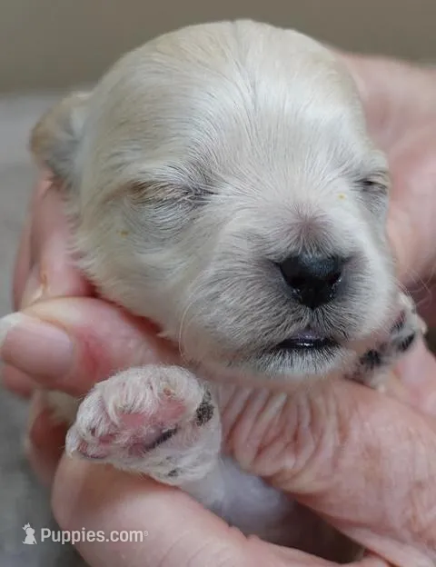 Myles – Maltipoo puppy for sale in Colcord, OK
