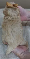 Myles special needs, a male Maltipoo for sale in Colcord, OK – Photo 10 of 10