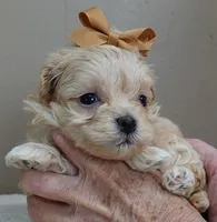 Myles special needs, a male Maltipoo for sale in Colcord, OK – Photo 8 of 10
