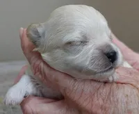 Myles, a male Maltipoo for sale in Colcord, OK – Photo 5 of 8