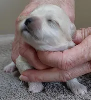 Myles, a male Maltipoo for sale in Colcord, OK – Photo 2 of 8