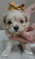 Myles special needs, a male Maltipoo for sale in Colcord, OK – Photo 2 of 10
