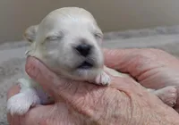 Myles, a male Maltipoo for sale in Colcord, OK – Photo 3 of 8