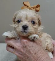 Myles special needs, a male Maltipoo for sale in Colcord, OK – Photo 3 of 10
