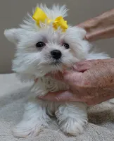 1.3 LBS MICRO TEACUP, a male Maltese for sale in Colcord, OK – 3 of 10