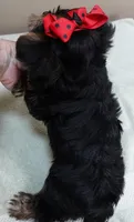 Moose, a male Yorkshire Terrier for sale in Colcord, OK – 9 of 10