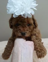 Stunning deep red, a female Poodle - Toy  for sale in Colcord, OK – 2 of 10