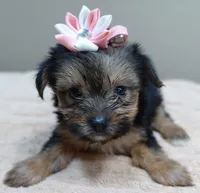 Teacup Bailey 1lb 3 ounces, a female Yorkshire Terrier for sale in Colcord, OK – 8 of 10