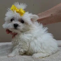 1.3 LBS MICRO TEACUP, a male Maltese for sale in Colcord, OK – 2 of 10