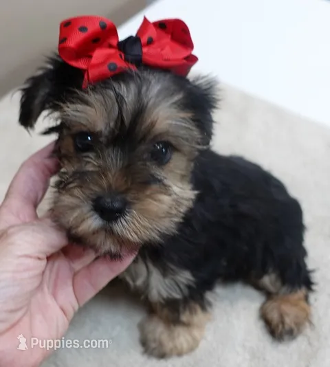 little guy – Yorkshire Terrier puppy for sale in Colcord, OK