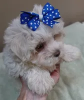 Bogie, a male Maltese for sale in Colcord, OK – 2 of 10
