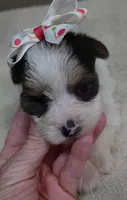 Tiny Bunny 1 lb 4 ozs, a female Yorkshire Terrier for sale in Colcord, OK – 3 of 10