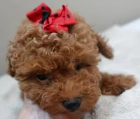 Deep Red, a male Poodle - Toy  for sale in Colcord, OK – 8 of 10