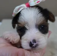 Tiny Bunny 1 lb 4 ozs, a female Yorkshire Terrier for sale in Colcord, OK – 5 of 10