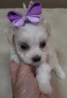 TEACUP Kali, a female Maltipoo for sale in Colcord, OK – 3 of 9