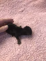 Tiny Daisy, a female Yorkshire Terrier for sale in Colcord, OK – 4 of 4