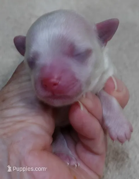 Brynn – Maltese puppy for sale in Colcord, OK