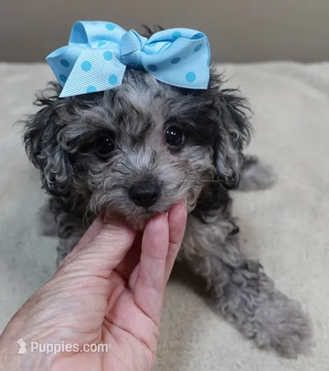 Merle Stanley 1 lb 12 ozs – Poodle - Toy  puppy for sale in Colcord, OK