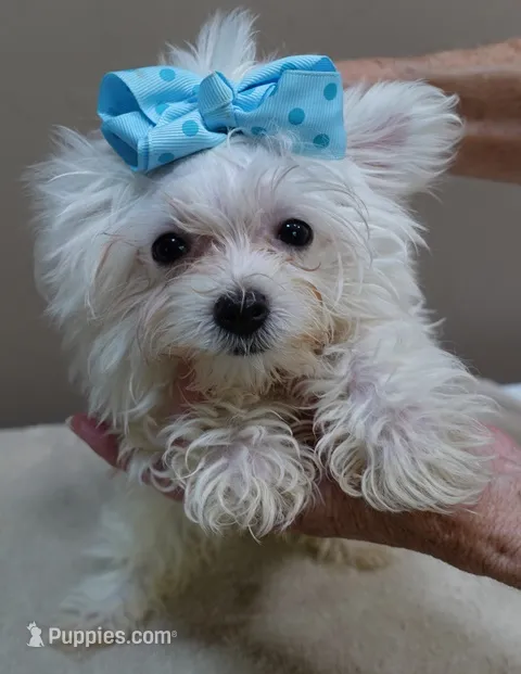 TEACUP Harlow  – Maltese puppy for sale in Colcord, OK