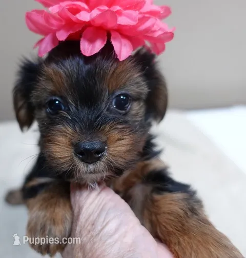 Bubbles – Yorkshire Terrier puppy for sale in Colcord, OK