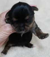 Moose, a male Yorkshire Terrier for sale in Colcord, OK – 5 of 9