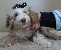neutered today 2/17, a male Poodle - Toy  for sale in Colcord, OK – Photo 6 of 10