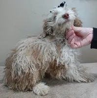 neutered today 2/17, a male Poodle - Toy  for sale in Colcord, OK – Photo 5 of 10