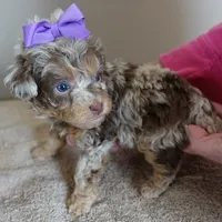 neutered today 2/17, a male Poodle - Toy  for sale in Colcord, OK – Photo 10 of 10