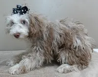 neutered today 2/17, a male Poodle - Toy  for sale in Colcord, OK – Photo 4 of 10