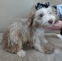 neutered today 2/17, a male Poodle - Toy  for sale in Colcord, OK – Photo 2 of 10