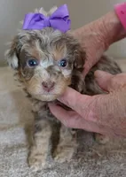 neutered today 2/17, a male Poodle - Toy  for sale in Colcord, OK – Photo 8 of 10