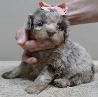 neutered today 2/17, a male Poodle - Toy  for sale in Colcord, OK – Photo 9 of 10