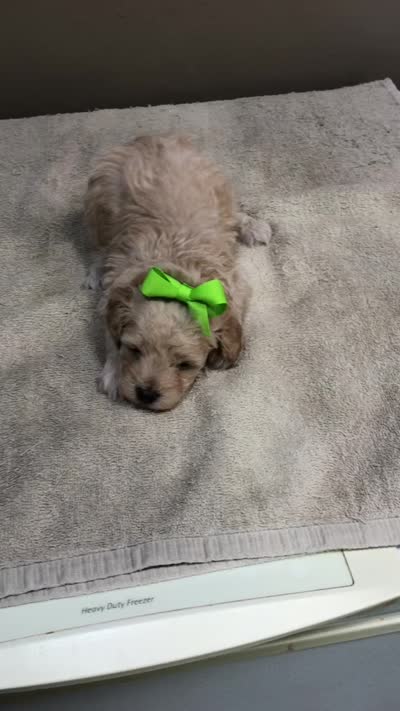 Teddy apricot, a male Poodle - Toy  for sale in Colcord, OK – 10 of 10