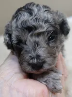 Stanley 1 lb 4 ozs, a male Poodle - Toy  for sale in Colcord, OK – 3 of 10