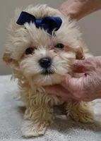 Harlan TEACUP 18 ounces, a male Maltipoo for sale in Colcord, OK – 4 of 10