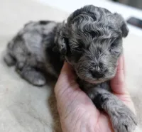 Stanley 1 lb 4 ozs, a male Poodle - Toy  for sale in Colcord, OK – 4 of 10