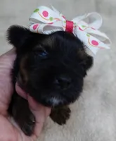 Molly 9 ounces pending, a female Yorkshire Terrier for sale in Colcord, OK – 2 of 6