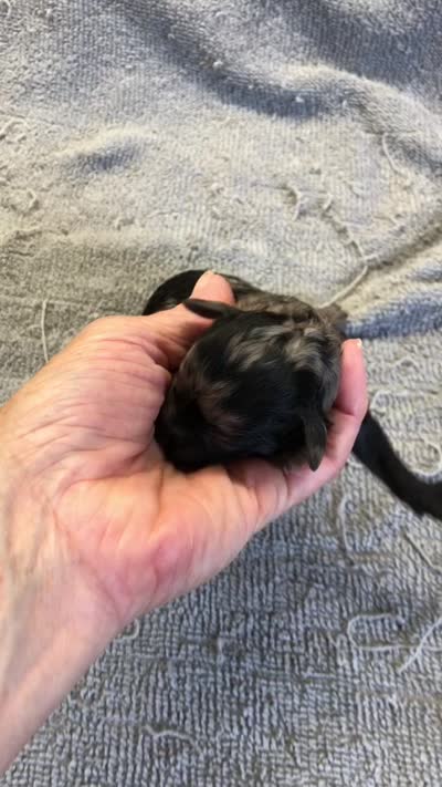 Milo, a male Poodle - Toy  for sale in Colcord, OK – 10 of 10