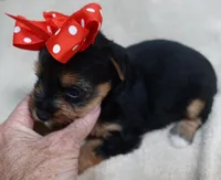 Ziggy 1 lb 5 ounces, a male Yorkshire Terrier for sale in Colcord, OK – 3 of 10