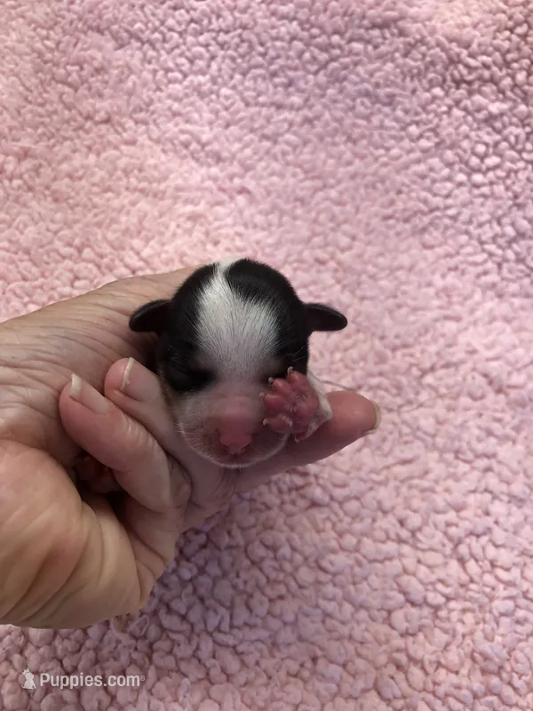 Teacup Bunny – Yorkshire Terrier puppy for sale in Colcord, OK