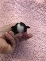 Teacup Bunny, a female Yorkshire Terrier for sale in Colcord, OK – 1 of 5