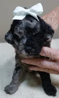 Milo blue merle, a male Poodle - Toy  for sale in Colcord, OK – 2 of 10